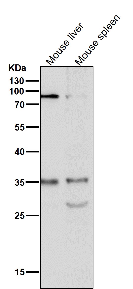 WB - Anti-Phospho-Nucleophosmin (S125) Rabbit Monoclonal Antibody ABO16800